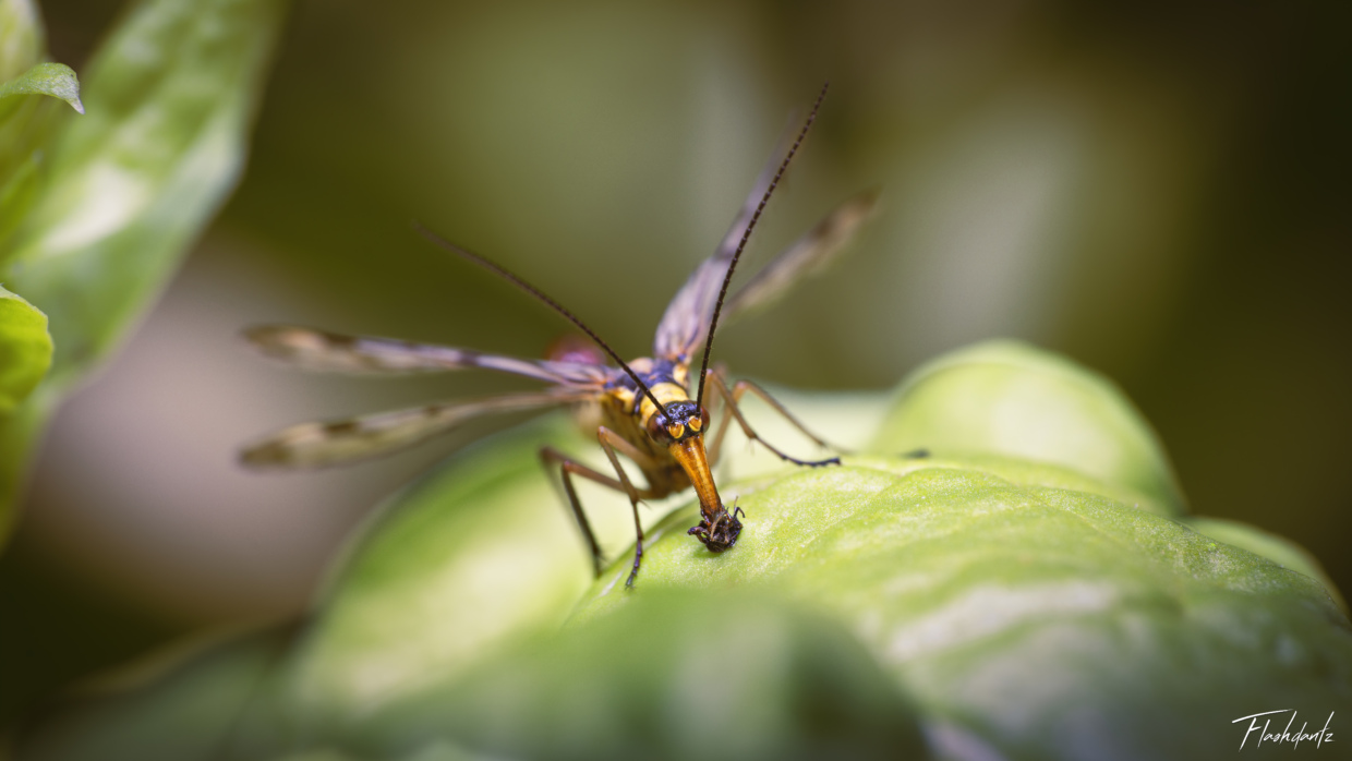 Scorpion Fly eating an aphid